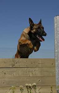 跳跃麦地诺蓝色运动宠物训练牧羊犬天空警犬伴侣警卫动物图片