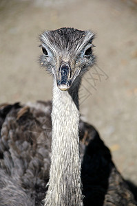 埃穆好奇心动物学眼睛动物群野生动物脖子动物园头发羽毛荒野图片