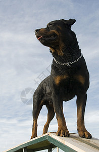罗威纳犬忠诚伴侣动物危险纳犬警卫黑色攻击宠物牙齿图片