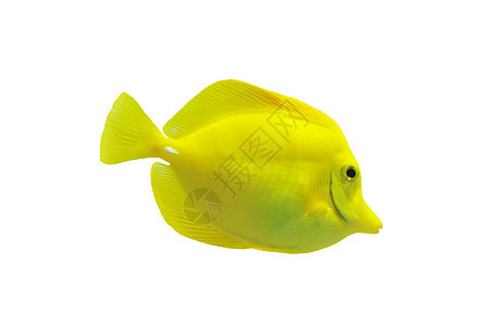黄色观赏鱼热带斑马线气候白色图片