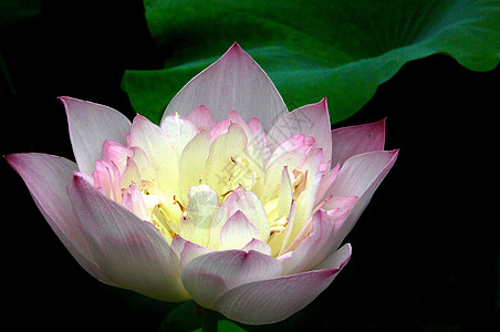 花园餐厅植物 莲花花宏观调控白色热带鲜花粉色黄色背景颜色场景绿色背景