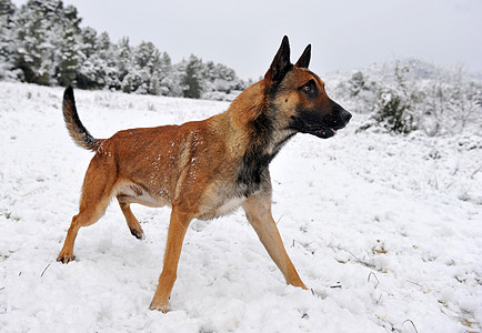 下雪时的麦里尿警觉宠物白色动物棕色犬类图片