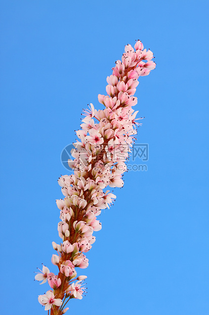 多边形核雄蕊花园假山粉色尖塔植物花瓣图片