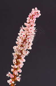 多边形核花园粉色假山尖塔雄蕊植物花瓣图片