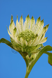 亚马士坦提亚白色花园绿色植物花瓣图片