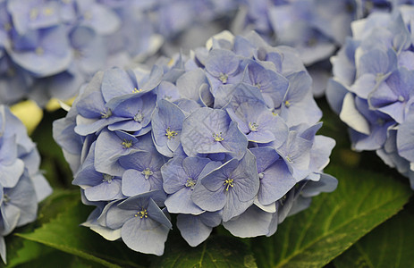 蓝色Hydrangea Hortensia紫色植物叶子色彩花园宏观绣球花图片