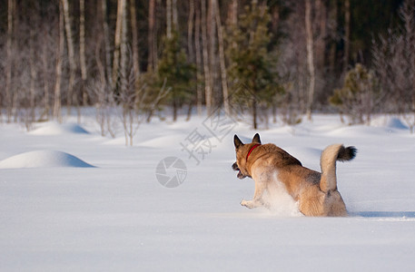 跑在后国雪上的狗哺乳动物宠物毛皮森林混种行动跑步犬类跳跃速度图片