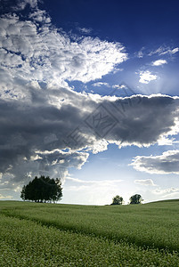 黄麦田植物农业树木多云栽培背光地平线蓝色天空乡村图片