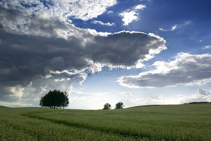 黄麦田农业栽培天空树木乡村多云背光植物蓝色地平线图片