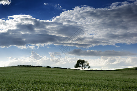 黄麦田植物天空地平线栽培背光蓝色农业乡村多云树木图片