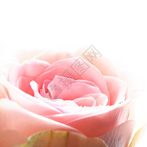 明亮粉红玫瑰日历花束浪漫花园叶子周年新娘季节白色妈妈们图片
