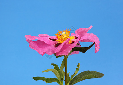 阴塞花园粉色花瓣假山植物雄蕊图片