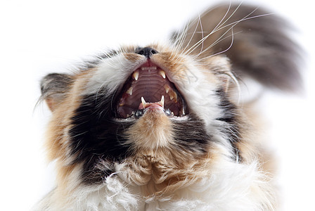 白色背景上的猫爪子头发小猫宠物虎斑好奇心黑色猫科动物背景图片