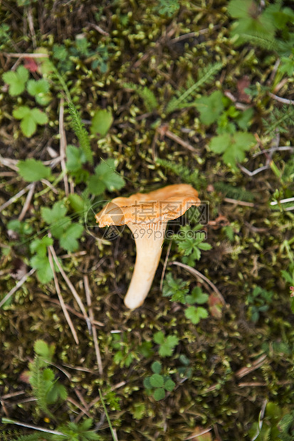 钱塔雷食用菌健康饮食雨后春笋对象树木森林苔藓食物黄色生长图片