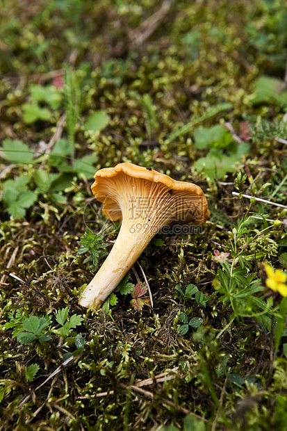 钱塔雷雨后春笋黄色苔藓树木森林对象健康饮食食用菌食物生长图片