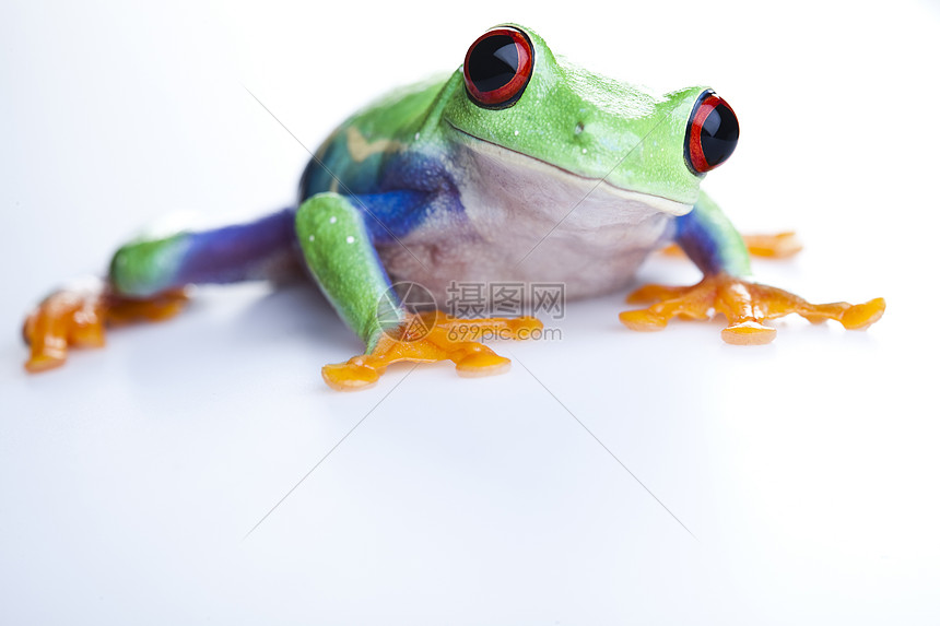 疯狂青蛙身子树蛙宠物雨蛙眼睛红眼睛大眼睛蓝色绿色红眼图片