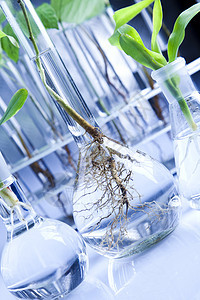 生态实验室化学植物工程测试技术吸管科学实验叶子蓝色图片