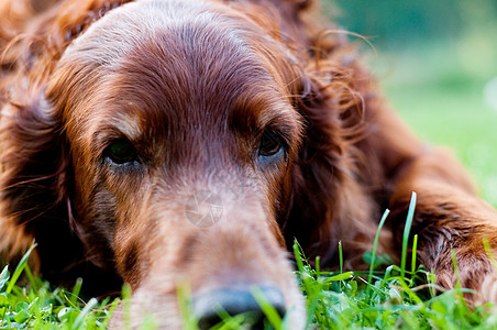 爱尔兰语设置器红色猎犬眼睛犬类哺乳动物草地鼻子二传手贵族宠物图片