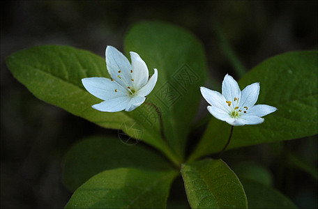 缠枝莲纹春初一枝木花背景