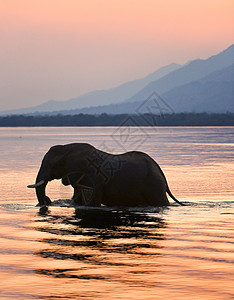 大象给花浇水赞比西河上的大象背景