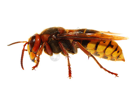 黄蜂动物翅膀白色主题昆虫动物学宏观图片