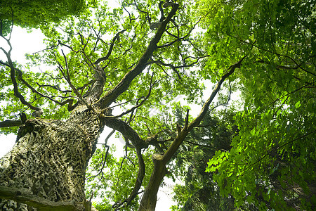 老橡树苔藓叶子分支机构晴天绿色树干植物木头天空树叶图片