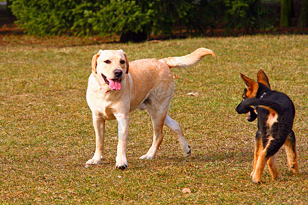 玩狗狗游戏友谊动物伴侣犬类毛皮爪子小狗忠诚孩子猎犬图片