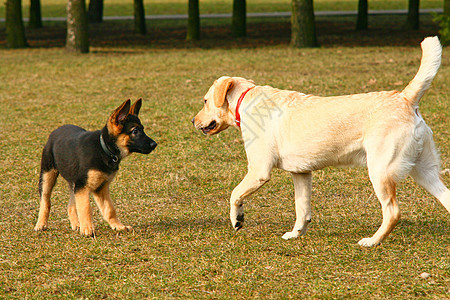 玩狗狗游戏宠物孩子爪子猎犬伴侣童年毛皮犬类哺乳动物青年图片