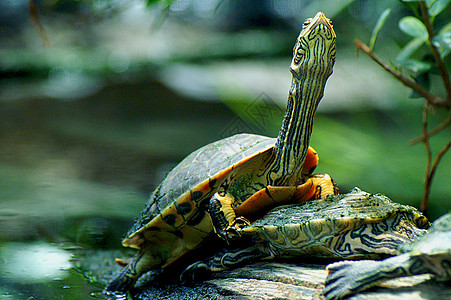 海龟野生动物两栖拉伸动物异国好奇心太阳爬行动物脖子爬虫图片