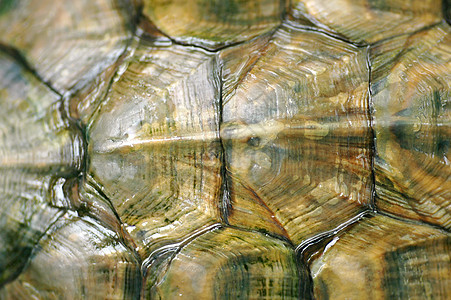 乌龟壳的质图片