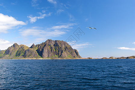 Norwegian岛附近的海面海鸥Skrova图片