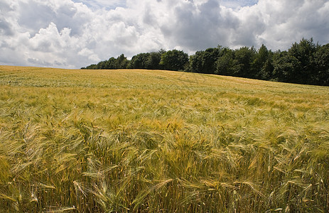 夏日的阳光下 在田地上撕裂谷物小麦生长森林黄色农村农业蓝色粮食天空绿色图片