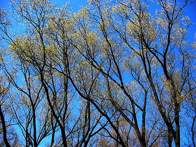 春季树木植物天空背景图片