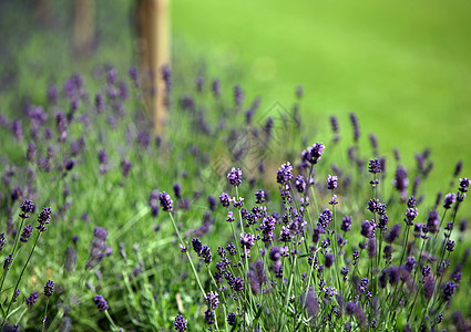 食用盐紫色花园植物群薰衣草农田农村场地植物生长叶子图片