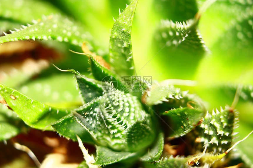 苏双树叶植物绿色盆栽多肉植物荆棘图片