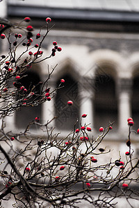 立柱红色浆果树果教会玫瑰分支机构水果野玫瑰灌木背景图片