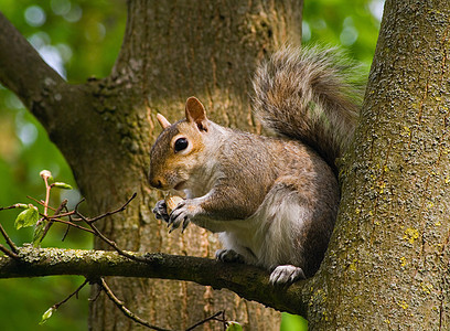 吃松松鼠生物荒野公园食物栗鼠毛皮棕色森林灰色哺乳动物图片