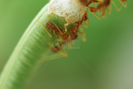 蚂蚁群宏观漏洞动物触角天线寄生虫团体害虫腹部胸部图片