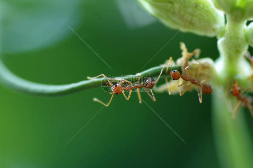 豆上蚂蚁昆虫荒野害虫触角植物腹部团体漏洞寄生虫寄生图片