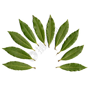 优亚树叶植被植物叶子扇子绿色白色背景图片