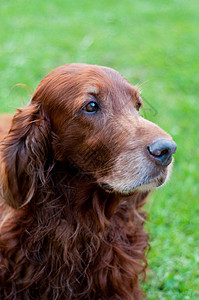 爱尔兰语设置器女性白色头发猎犬鼻子哺乳动物二传手宠物眼睛贵族图片