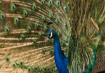 蓝孔雀显示羽毛吸引力舞蹈白色男性动物展示注意力绿色蓝色鸟类图片