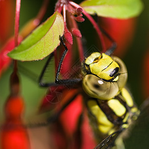 移民霍克人休息猎人季节生物绿色苍蝇野生动物昆虫插图猎物小贩图片