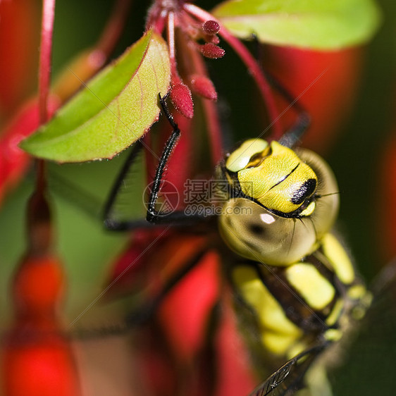 移民霍克人休息猎人季节生物绿色苍蝇野生动物昆虫插图猎物小贩图片