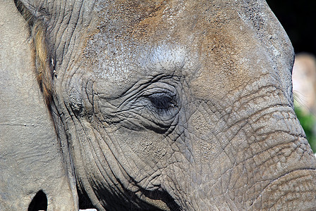 大象象牙旅行野生动物动物园哺乳动物皮肤荒野獠牙动物力量背景图片