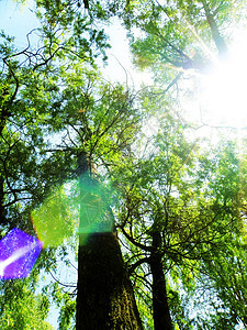 森林绿色太阳榉木阳光背景图片