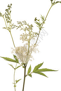 利平极植物草药植物群叶子香料绿色草本植物白色图片