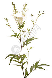 利平极香料植物群白色植物草本植物叶子绿色草药图片