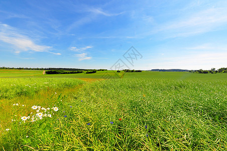 夏季草地野花乡村场地农业生长蓝天图片