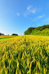 小麦田场地生长草地乡村野花蓝天农业图片